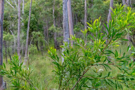 Australiens Buschland in der Nähe des historischen Herberton, Atherton Tablelands, QLD. Entdecken Sie einheimische Flora und Fauna in dieser malerischen Oase