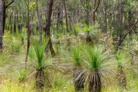 La brousse australienne près de Herberton, Atherton Tablelands, QLD. Explorez la flore et la faune indigènes dans ce havre pittoresque