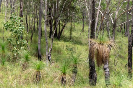 Australiens Buschland in der Nähe des historischen Herberton, Atherton Tablelands, QLD. Entdecken Sie einheimische Flora und Fauna in dieser malerischen Oase
