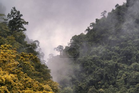 el río Barron, cascadas y exuberante selva tropical en Barron Gorge cerca de Cairns, FNQ, Australia. Sumérjase en la belleza de este paraíso tropical, donde las aguas cristalinas y la vegetación vibrante convergen en un entorno natural impresionante