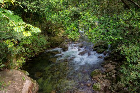 a bushwalk through dense rainforest along the Mossman River in Mossman Gorge, Daintree National Park, FNQ, Australia. Discover towering trees, vibrant foliage, and the tranquil sounds of flowing water in this pristine and lush tropical paradise
