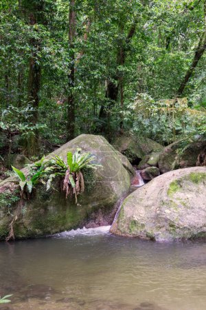 un paseo por la densa selva tropical a lo largo del río Mossman en Mossman Gorge, Daintree National Park, FNQ, Australia. Descubra árboles imponentes, follaje vibrante y los sonidos tranquilos del agua que fluye en este paraíso tropical prístino y exuberante