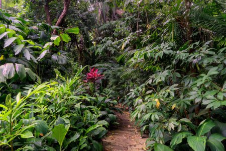 exuberante paisaje de selva tropical de la región de Cairns en FNQ, Australia, donde los árboles imponentes, el follaje vibrante y los sonidos de la vida silvestre crean un ambiente natural sereno y encantador