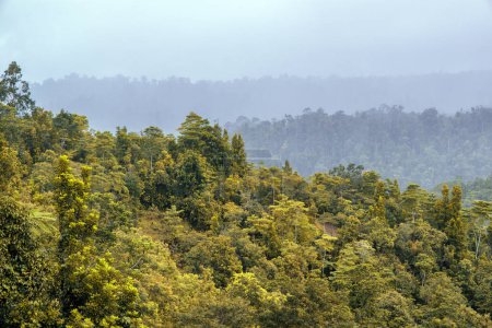 üppige Regenwaldlandschaft der Region Cairns, FNQ, Australien. Genießen Sie hoch aufragende Bäume, dichtes Laub, eine lebendige Pflanzenwelt und die ruhigen Geräusche der Tierwelt in diesem tropischen Paradies