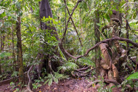 lush rainforest scenery of the Cairns Region, FNQ, Australia. Enjoy towering trees, dense foliage, vibrant plant life, and the serene sounds of wildlife in this tropical paradise
