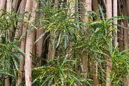 üppige Regenwaldlandschaft der Region Cairns, FNQ, Australien. Genießen Sie hoch aufragende Bäume, dichtes Laub, eine lebendige Pflanzenwelt und die ruhigen Geräusche der Tierwelt in diesem tropischen Paradies