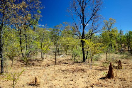 robuste Outback-Landschaft und Buschland bei Cobbold Gorge, FNQ, Australien. Entdecken Sie die beeindruckenden Landschaften, einzigartigen Felsformationen und die spärliche Vegetation, die diese abgelegene und malerische Region prägen