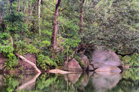 üppiger Dschungel und wilde Bäche mit Wasserfällen im Regenwald der Greater Cairns Region, FNQ, Australien. Dieses tropische Paradies bietet lebhaftes Grün, ruhige Wasserspiele und ein immersives Naturerlebnis