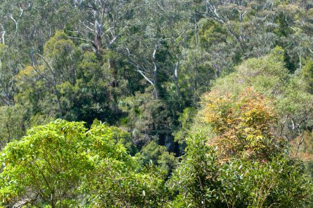 exuberante y vibrante paisaje de selva tropical en Queensland, Australia. Este paraíso tropical cuenta con follaje denso, flora y fauna diversa, y paisajes serenos, perfectos para los amantes de la naturaleza y aventureros