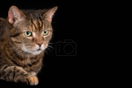 Elegantes Studioporträt einer Katze vor einem glatten schwarzen Hintergrund. Perfekt für Tierliebhaber, Tierfotografie und künstlerische Projekte.