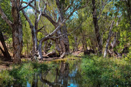 Paperbork Trees in der Nähe der Cobbold Gorge, Outback, Queensland, Australien