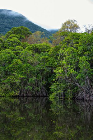 mangrove coast, Queensland, Australia