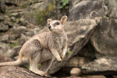 A small, agile Mareeba Rock Wallaby perched on a rocky outcrop, its distinctive fur pattern blending with the surroundings. Alert ears and a long tail showcase its unique adaptation to the rugged terrain.