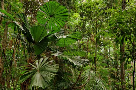 Daintree Nationalpark, Regenwaldlandschaft in Queensland, Australien