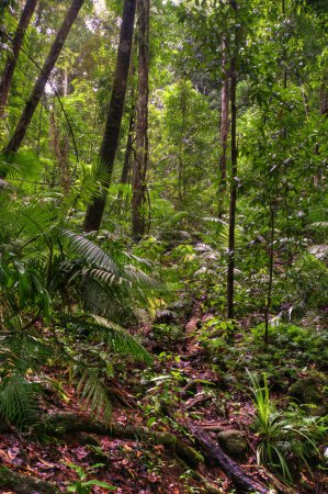 vista de la selva tropical, extremo norte de Queensland, Australia