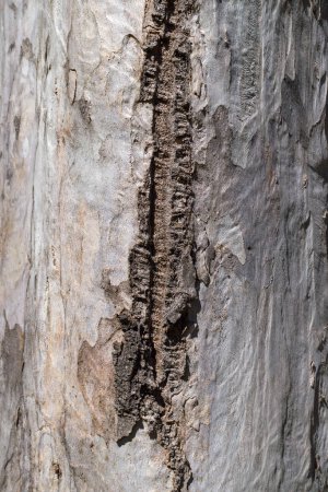 Baumrindendetails in einem öffentlichen Park in Mareeba, Queensland, Australien. Dieses hochauflösende Bild fängt die komplizierten Strukturen und Muster der Rinde ein und unterstreicht die natürliche Schönheit
