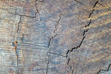 Tallo de pino Kauri, que muestra el intrincado detalle de la madera que envejece. Esta textura natural resalta los patrones únicos y la resiliencia del pino Kauri, una especie de árbol significativa