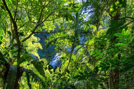 Mungalli Falls en Atherton Tableland, FNQ, Australia. Esta cascada escénica está rodeada de exuberante selva tropical y diversa vida silvestre, ofreciendo una experiencia de naturaleza serena y pintoresca.