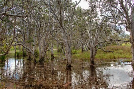 Abattoir Swamp near Mount Molloy offers a 75m boardwalk to a bird hide. Managed by MRWMG, it's a biodiversity hotspot with plans to improve habitat and facilities for better birdwatching experiences