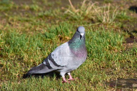 Columba livia - the rock pigeon or domestic pigeon, is a species of columbiform bird