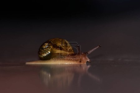Photo for Striped and horned snail on flat surface - Royalty Free Image