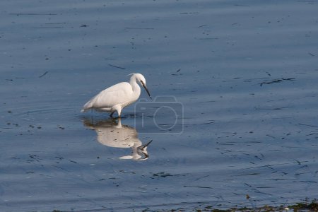 A little egret with its nuptial plume searches for food by stirring the bottom of the water on Cesantes Beach in the Ria de Vigo, Pontevedra, Spain