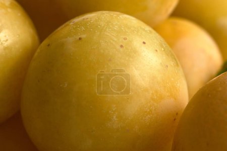 Foto de Closeup of a yellow plum after being picked from the tree - Imagen libre de derechos