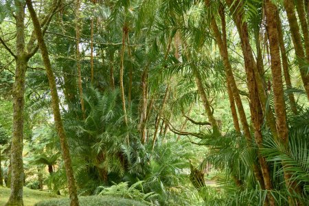 Parque Terra Nostra en el pueblo de Furnas. árboles y plantas en Terra Nostra botanical garden, Azores, Portugal. Fondo de follaje exuberante