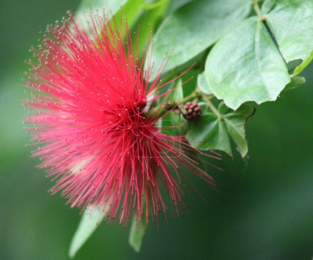A detailed close-up of a Calliandra haematocephala, showcasing its vibrant red powderpuff flowers in stunning detail, highlighting nature's intricate beauty.