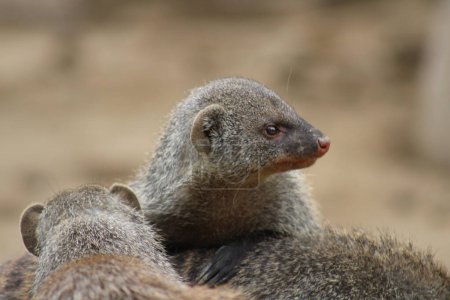 A detailed close-up of a dwarf mongoose, focusing on its curious eyes and fine fur, capturing the lively and inquisitive nature of this small mammal.