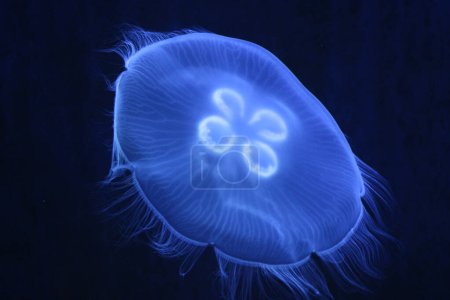 A close-up view of a mesmerizing glowing blue jellyfish, its translucent body pulsating with bioluminescent radiance, creating a captivating spectacle in the dark depths of the ocean.
