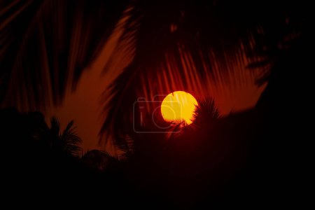 A stunning photograph capturing the vibrant orange sun setting behind silhouetted palm leaves, creating a dramatic and serene tropical evening scene.