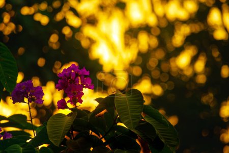 Un primer plano de una sola flor púrpura con un cielo borroso al atardecer en el fondo. Los pétalos de flores son de un color púrpura profundo, y el cielo está ardiendo con tonos anaranjados y amarillos.