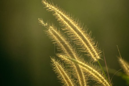 This close-up image beautifully captures the delicate structure of grass illuminated by the warm sunlight. The fine hairs on the grass spikes are highlighted, creating a golden halo effect that emphasizes the intricate details of nature. 