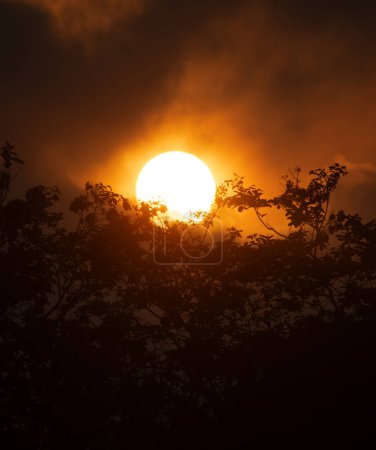 A medida que el sol desciende, su luz brillante atraviesa las nubes humeantes, destacando las siluetas crudas de los árboles de abajo..