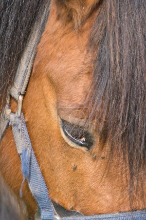 Kleines Pferd im kleinen lettischen Zoo. Pferd lächelt. Pferd mit Zähnen, lächelndes Pferd, lustige Pferde, lustiges Tiergesicht. lachendes Tier
