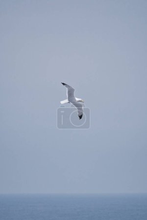 flying seagulls isolated on white background
