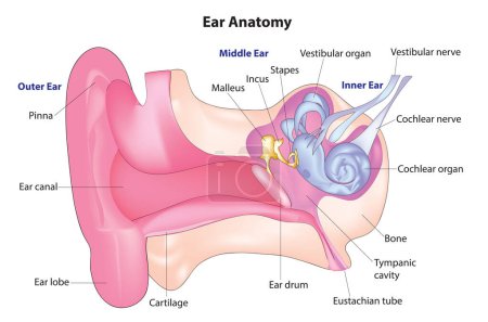 Human ear anatomy (Biological structure of human ear)
