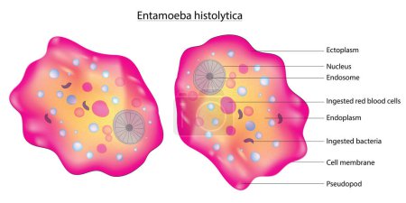 Biological anatomy of Entamoeba Histolytica