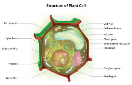 Biologische Anatomie der Pflanzenzelle (Pflanzenzelldiagramm))