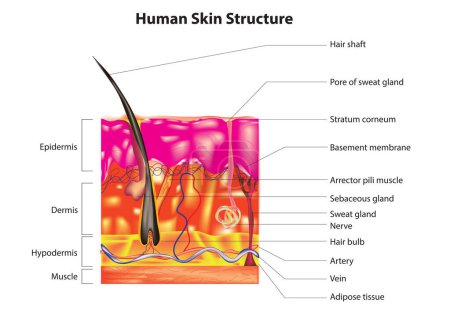 Human skin anatomy, Human skin structure, Human skin diagram