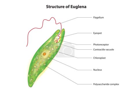 Anatomy of euglena with flagellum