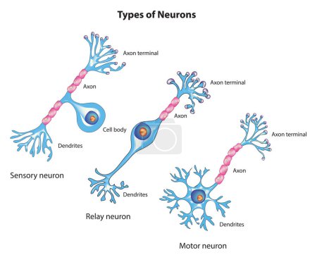 Types of neuron, Neuron classification, Neuron types