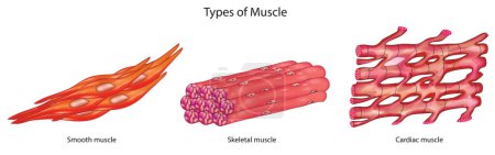 Types of muscle with smooth, skeletal and, cardiac tissues