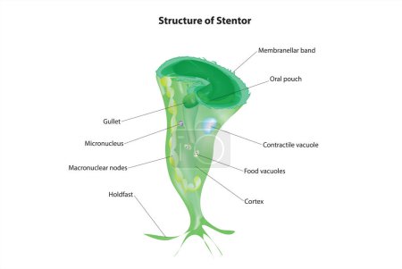 Structure of Stentor, Anatomy of Stentor, Stentor diagram, Stentor anatomy, Stentor structure