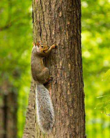 Eichhörnchen im Central Park, New York City