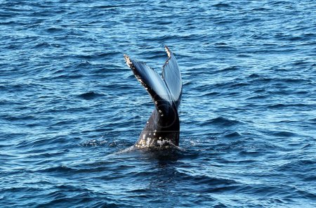 Whale watching in Augusta, Western Australia