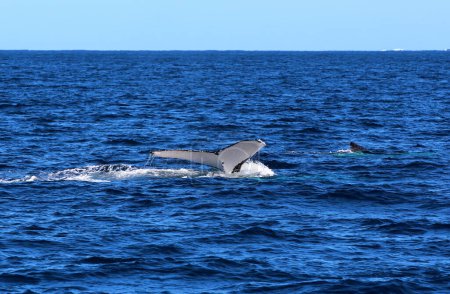 Observation des baleines à Augusta, Australie occidentale