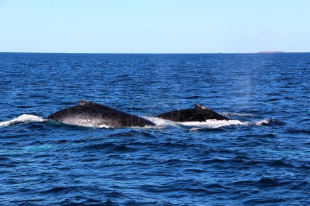 Whale watching in Augusta, Western Australia