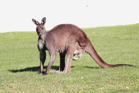 Western Grey Kangaroo in Margaret River, Western Australia
